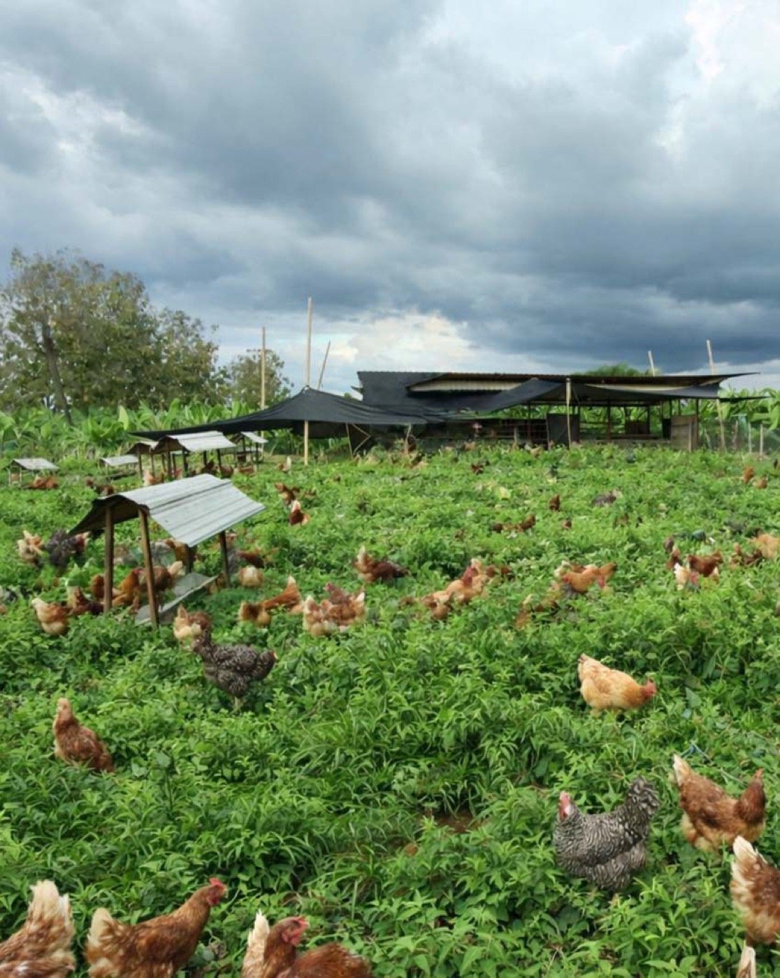 La Granja de Alejo